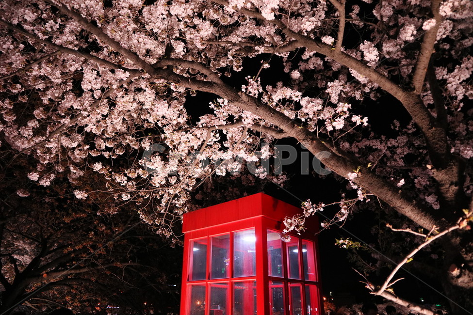 공중전화,벚꽃,blossom,꽃,밤하늘,식물,자연,plants,nature,꽃,flower