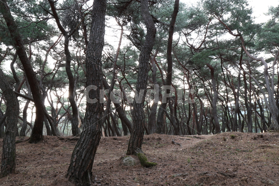 경주,오릉,소나무,숲,소나무길,나무,자연,힐링,자연,풍경,nature,landscape,식물,plants,나무,trees,wood,tree,plant,tree trunk,나무 줄기,ground,바닥