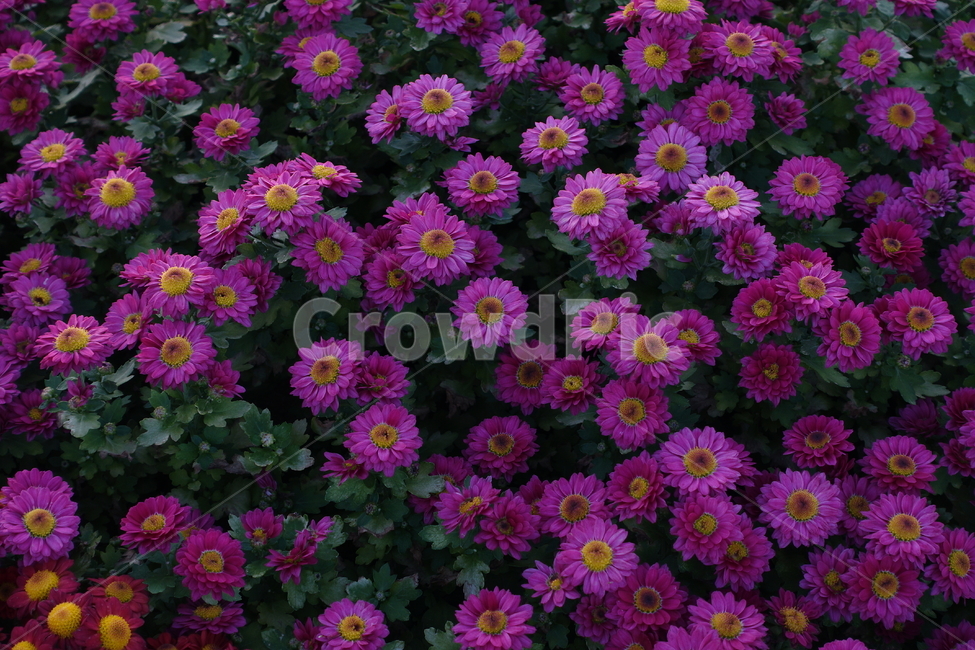 꽃,flower,blossom,식물,plant,purple,daisy,daisies,데이지,식물,자연,plants,nature,꽃,flower