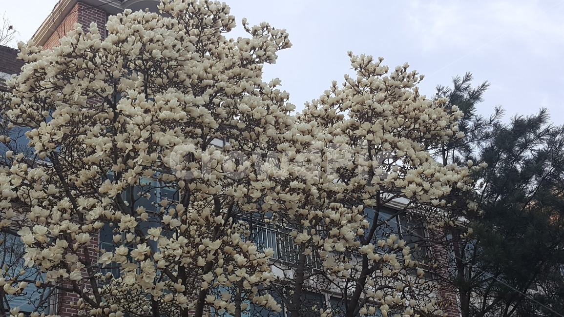 목련,나무,봄,목련꽃,흰꽃,자연