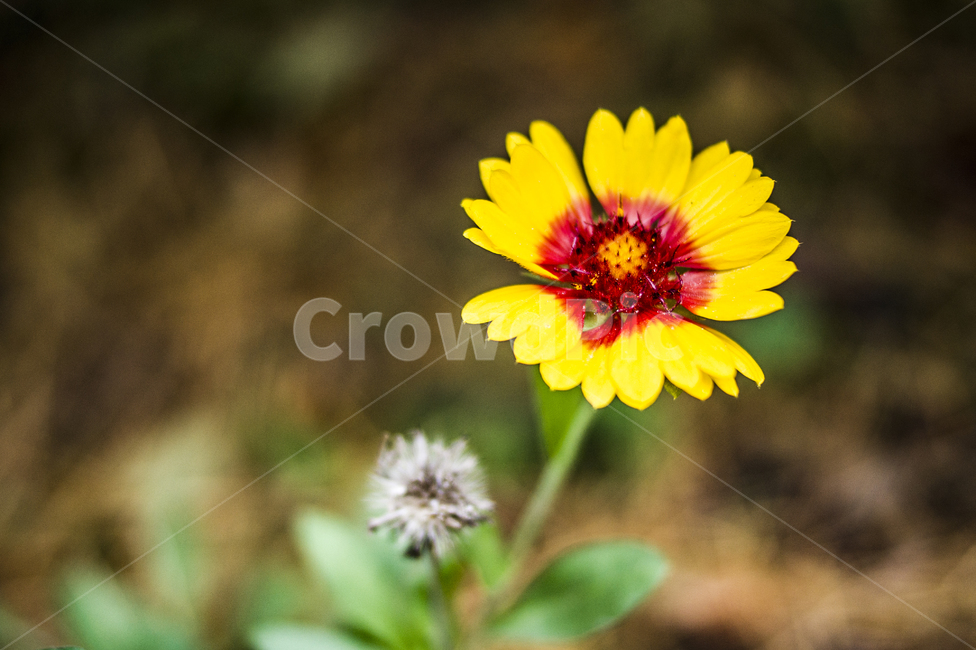 접사,꽃,아웃포커싱,감성,식물,자연,식물,자연,plants,nature,꽃,flower