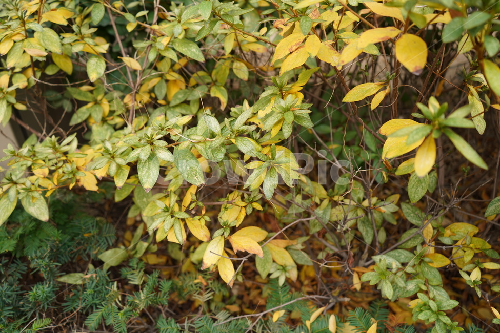 단풍,나무,길거리,단풍나무,도시,가을,계절,fall,autumn,season,식물,자연,plants,nature,leaf,잎,plant