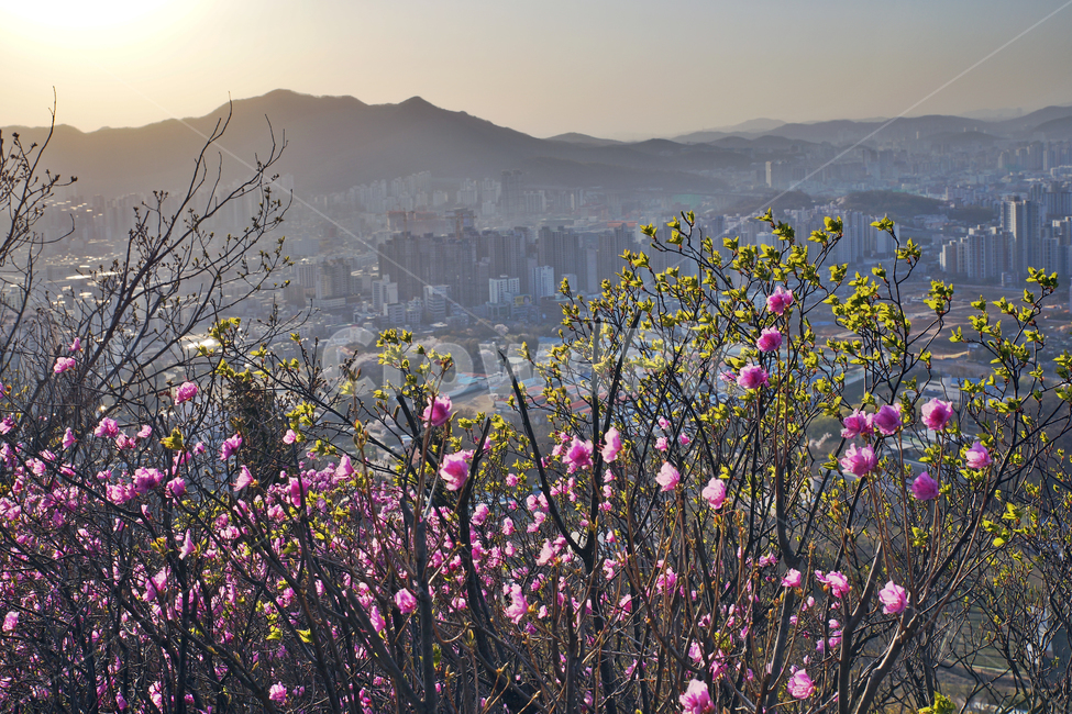 모락산,경기도,의왕시,안양시,도심풍경,도시,건물,평촌,진달래