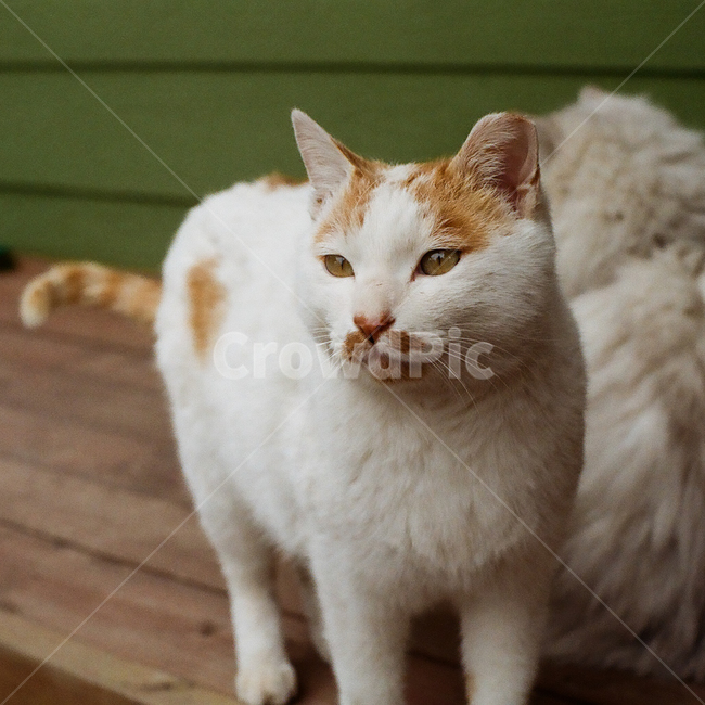 고양이,냥이,눈,시선,눈빛,눈동자,동물,포유류,애완동물,반려동물,animal,cat,kitty,kitten,pet,mammal,감성,감성사진,빈티지,아날로그,필름,필름사진,필름카메라,film,filmcamera,sensible,feeling,동물,animal,포유류,mammal,고양이,cat,kitten,kitty
