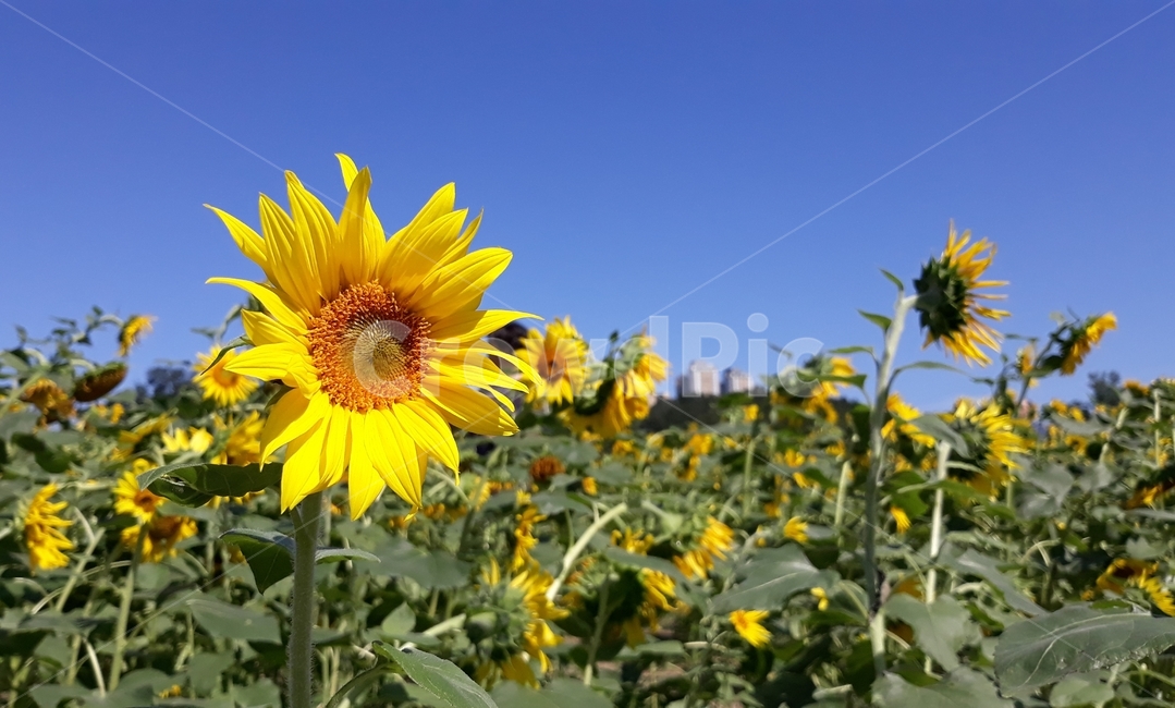 해바라기,꽃,flower,자연,nature,plant,식물,꽃근접촬영,가을,계절,가을꽃,광교호수공원,광교,sunflower,해바라기들판,blossom,가을하늘,식물,자연,plants,nature,꽃,flower
