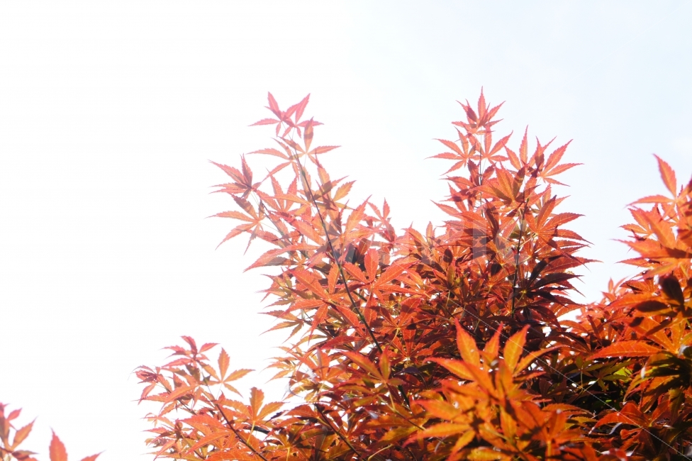 가을,단풍,관광,여행,풍경,가을,계절,fall,autumn,season,식물,자연,plants,nature,tree,나무,plant,leaf,잎,maple