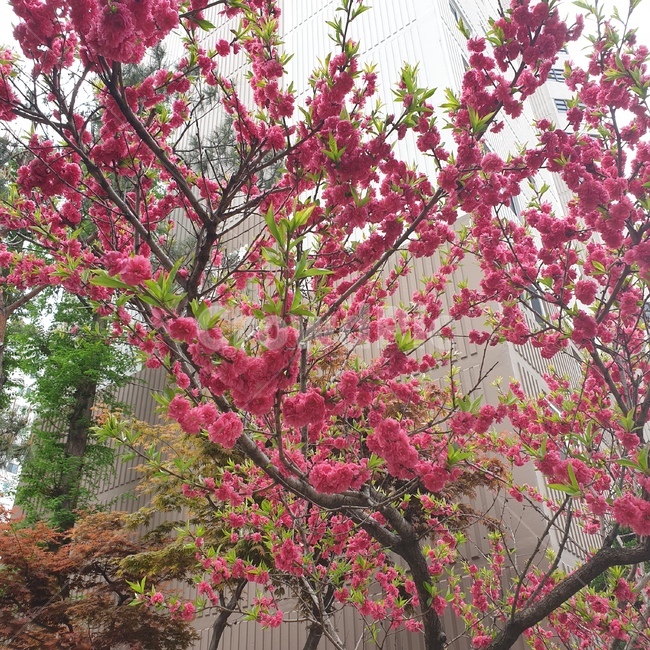 flower,blossom,꽃,봄,봄꽃,식물,자연,plants,nature,꽃,flower