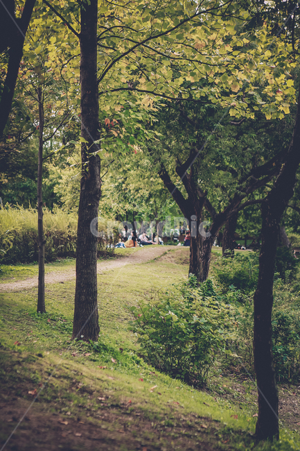 공원,나무,산책,길,감성,자연,풍경,nature,landscape,tree,plant,식물,tree trunk,나무 줄기