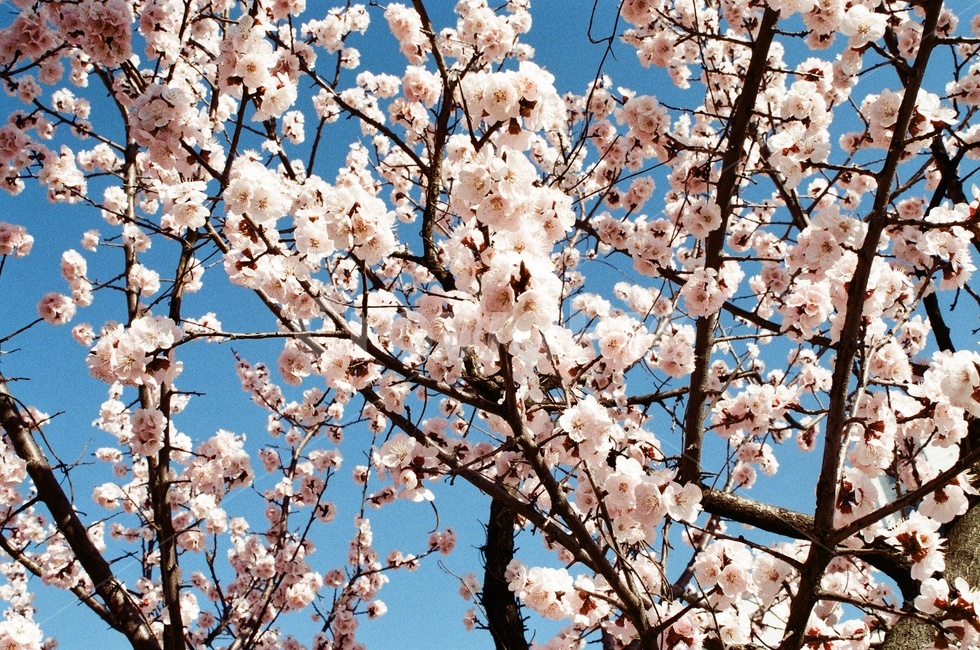 꽃,flower,봄,벚꽃,cherryblossom,spring
