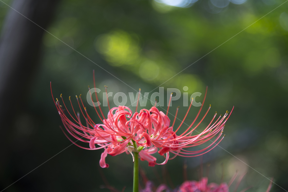 pollen,plant,식물,꽃무릇,붉은색,꽃