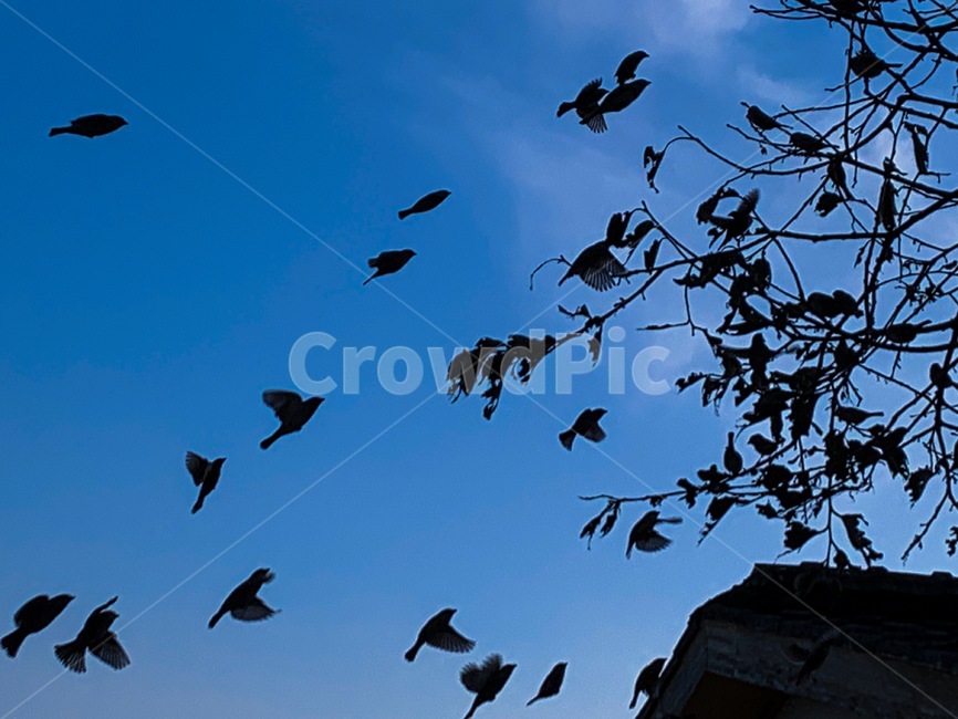 flock,새,bird,동물,animal,대군,나무,tree