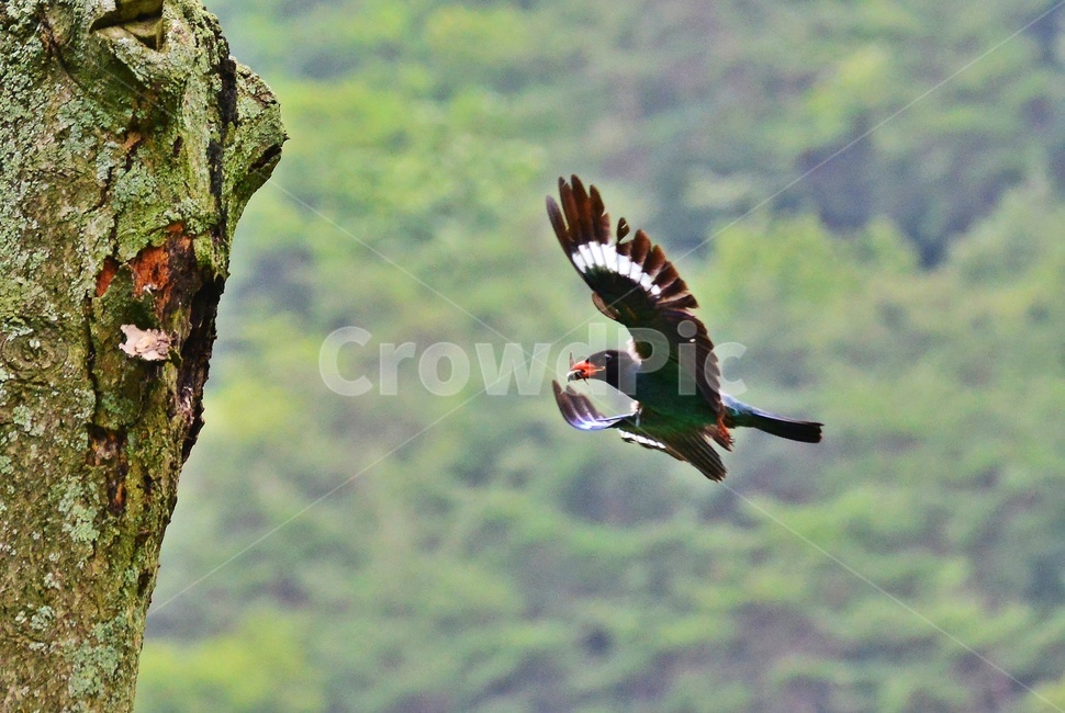 tree,나무,plant,식물,flying,나는,animal,동물,bird,새,파랑새,새집,육추,동물,animal,조류,새,birds