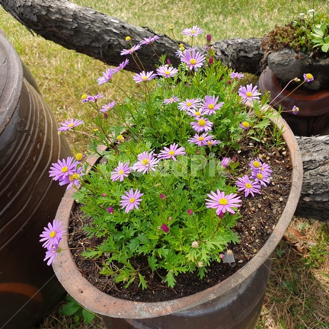 꽃,봄,들꽃,화사함,만개,식물,자연,plants,nature,꽃,flower