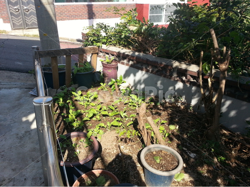 채소밭,도심속정원,텃밭,열무,알타리,식물,식물,자연,plants,nature