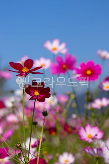Autumn wind,cosmos,wind,five colors,sky