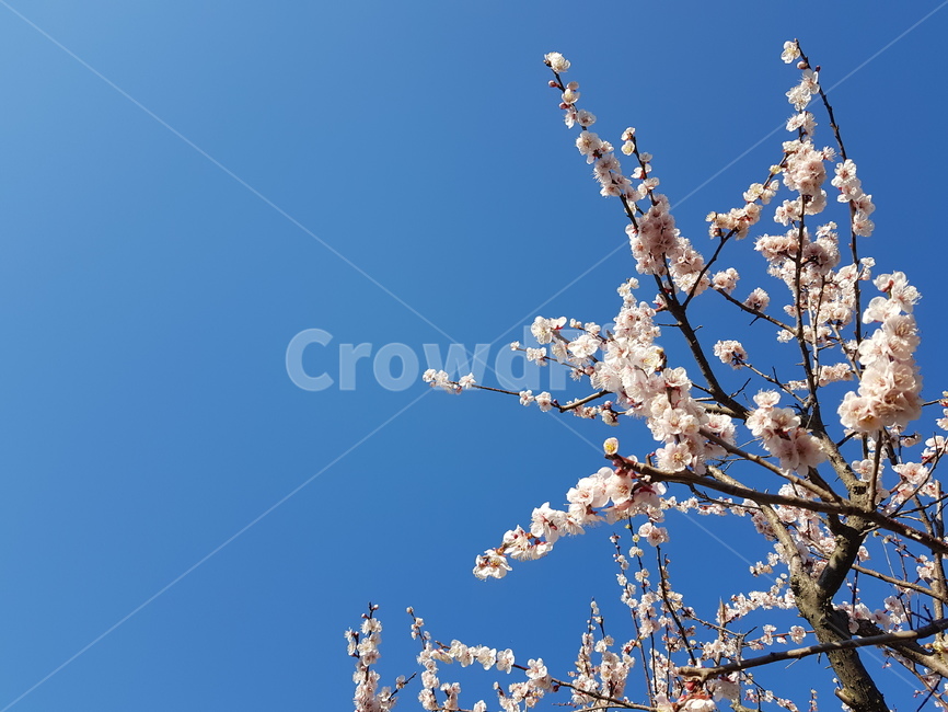 식물,꽃,벚꽃,하늘,꽃놀이,화창한,흰색,봄,계절,spring,season,plant,flower,blossom