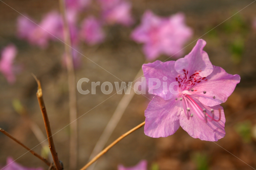 철쭉,봄,봄날,감성,spring,flower,풍경,식물,꽃,분홍색,봄,계절,spring,season,식물,자연,plants,nature,꽃,flower,plant,blossom,geranium,제라늄