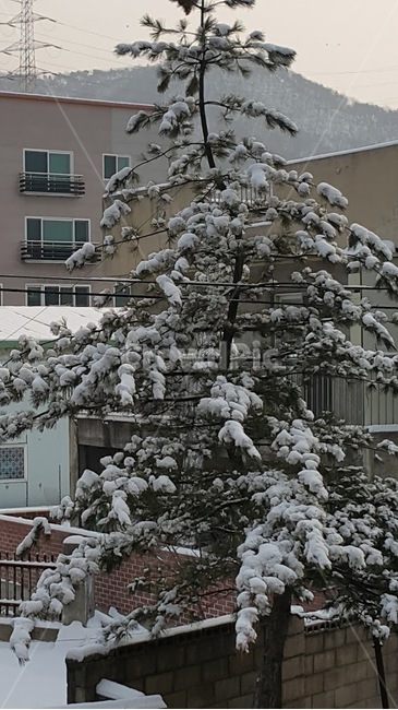식물,plant,나무,tree,눈,집,풍경,겨울,전나무