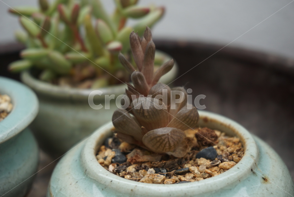 다육,다육이,화분,정원,반려식물,식물,텃밭,실내용화초,화분,화초,house plant