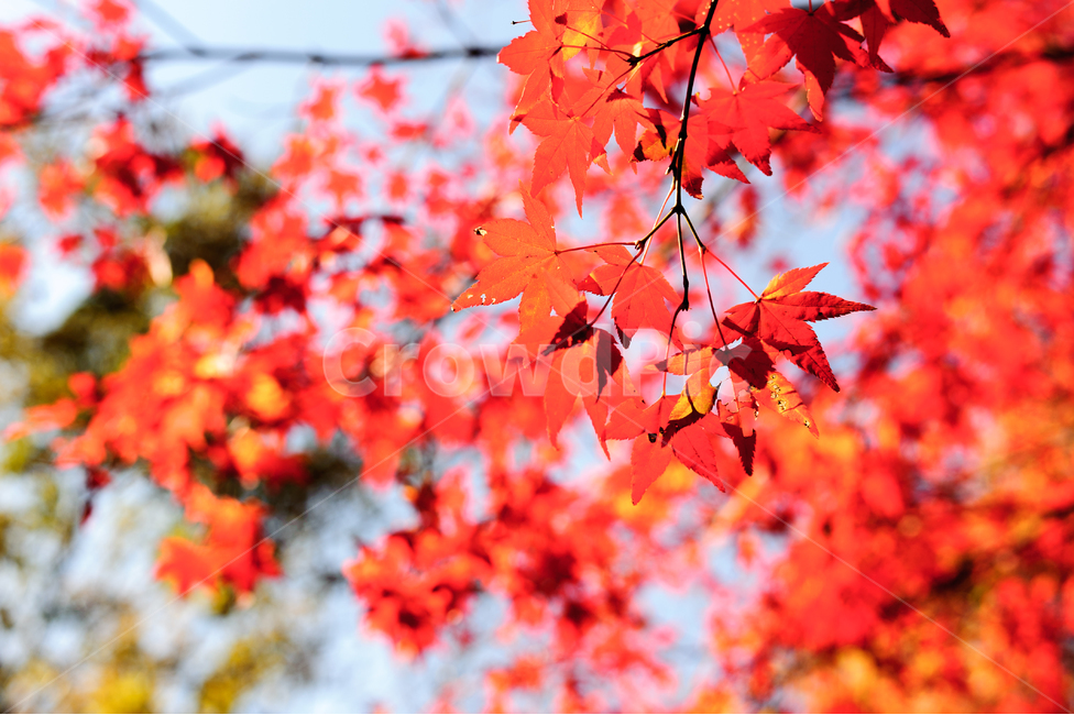 가을,단풍,낙엽,레드,붉은,빨강,나뭇잎,가을,계절,fall,autumn,season,식물,자연,plants,nature,leaf,잎,plant,tree,나무