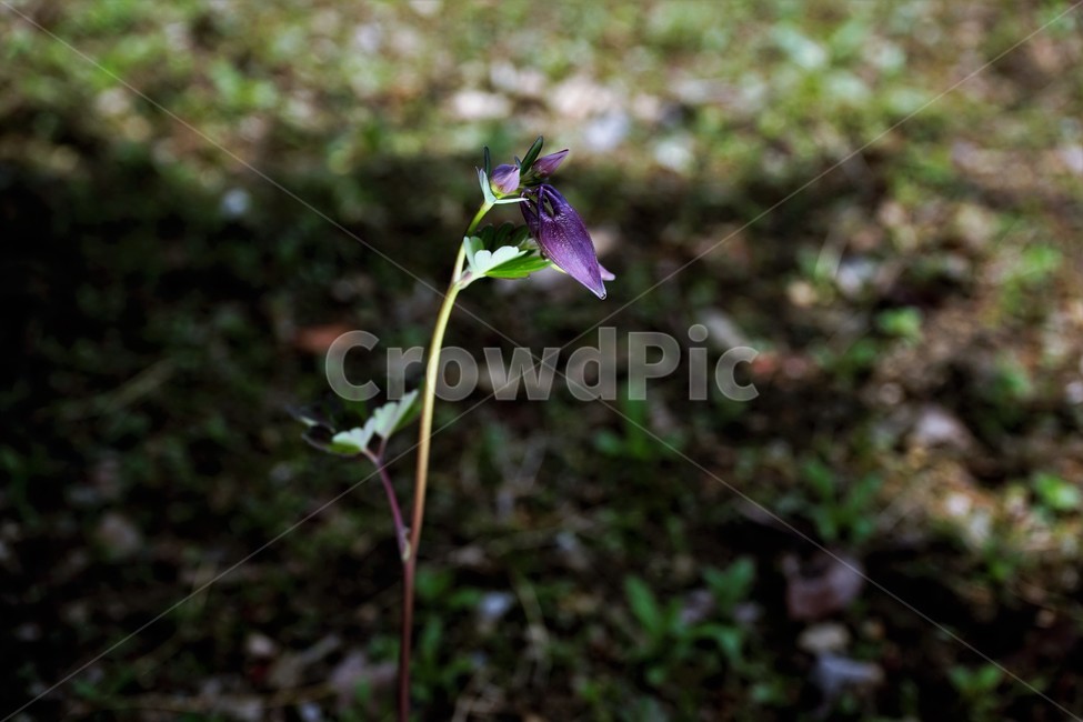 매발톱꽃,꽃,봄,만개,aquilegia,beforeflowering,bud,columbine,green,leaf,nature,plant,spring