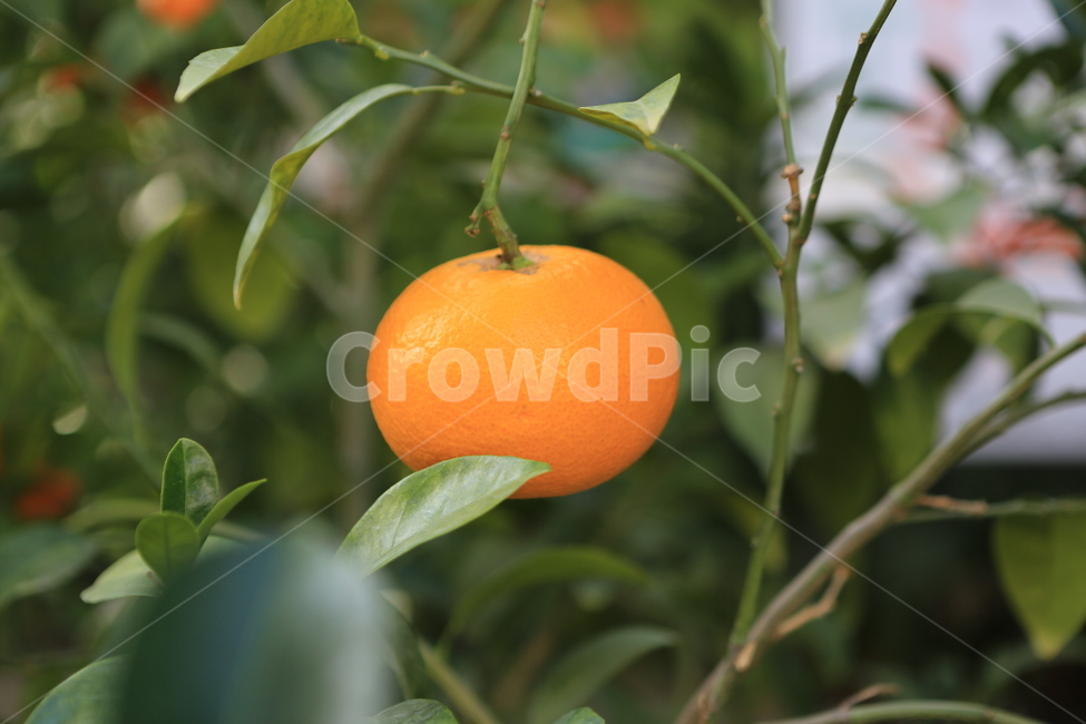 과일,귤,감,까치밥,감나무,계절,열매,식물,자연,plants,nature,과일,열매,fruit
