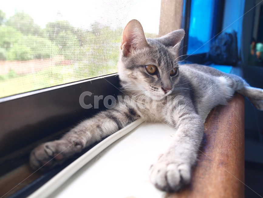 고양이,동물,아기고양이,cat,반려묘