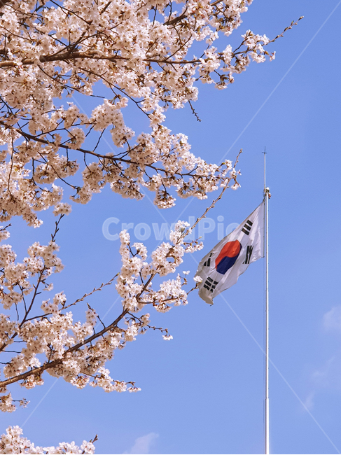 spring,봄,cherryblossom,벚꽃,태극기,flag,plant,식물,flower,꽃,blossom,하늘,sky,깃발,symbol,상징,식물,자연,plants,nature,꽃,flower