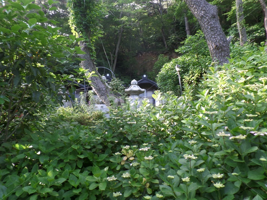 숲길,숲,햇살,부산,태종대