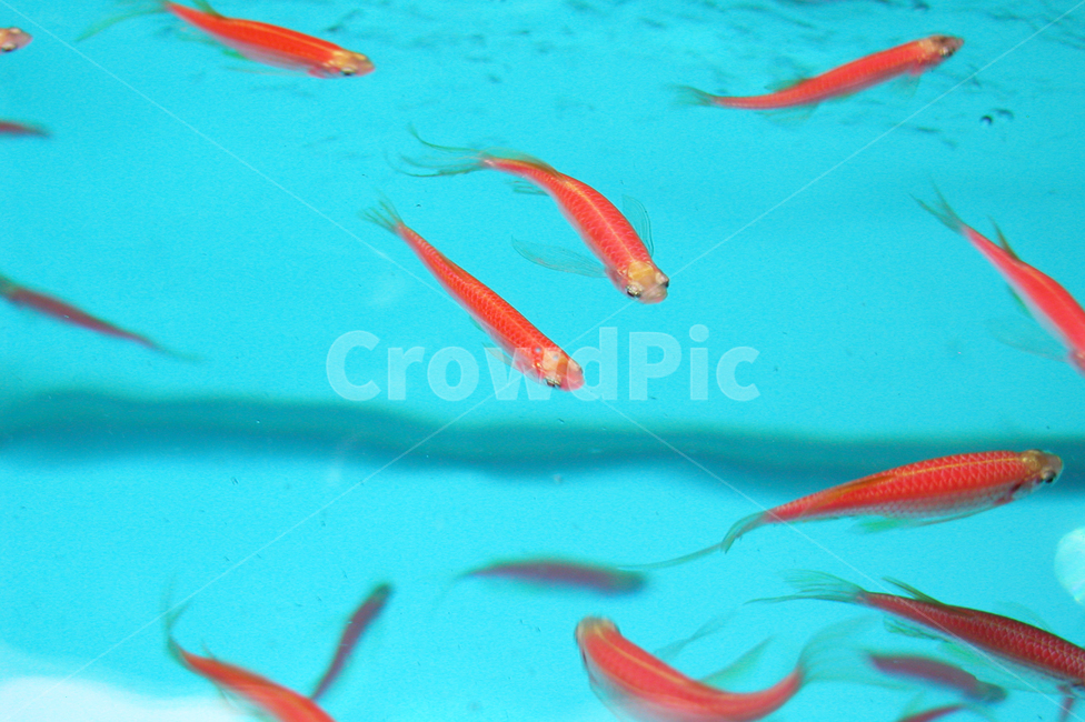 물고기,열대어,물,빨강,파란색,어류,물고기,fish