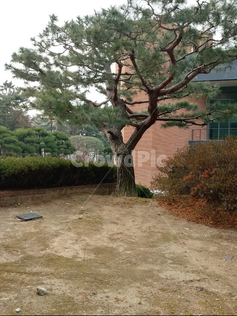 자연,소나무,건물,잎,leaf,옥외,outdoor,tree,plant,나무줄기,treetrunk