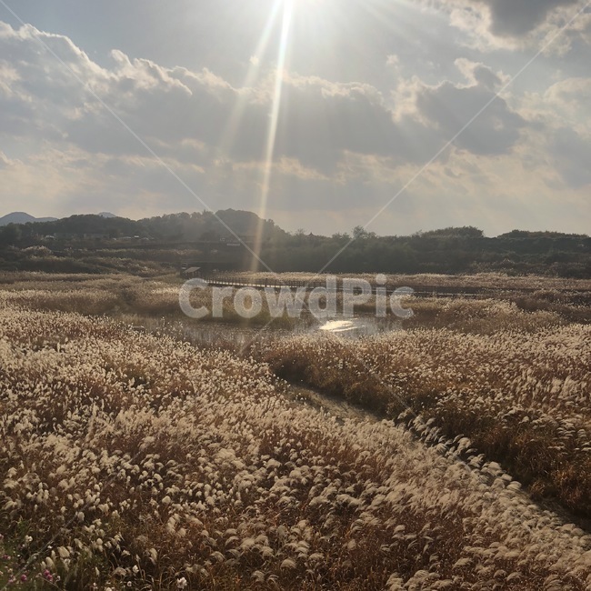 자연,풍경,갈대,여유,공터