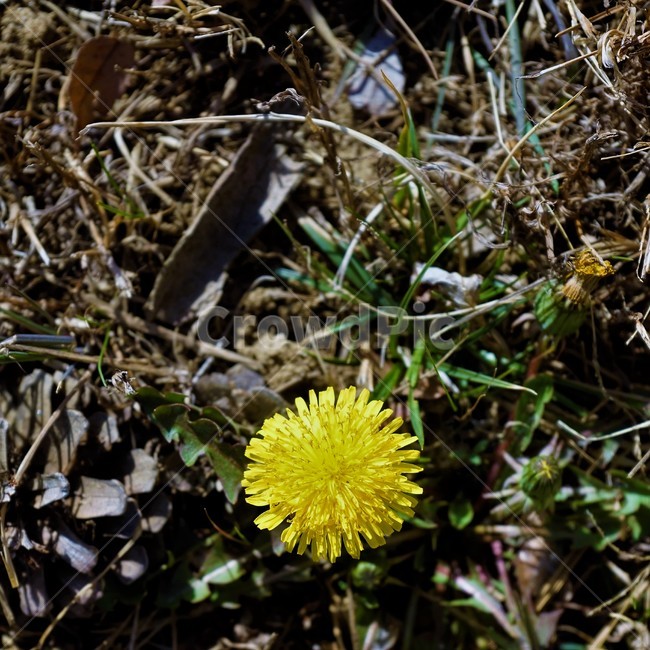 민들레,노랑,봄,꽃,계절,dandelion,spring,flower,bloom,yellow,life,생명,봄소식,식물,자연,plants,nature,꽃,flower