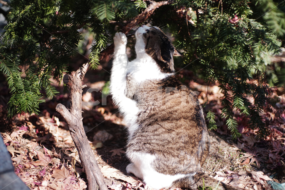 고양이,길고양이,길냥이,동물,자연,애완동물,cat,kitty,kitten,cute,animal,pet,동물,animal,포유류,mammal,고양이,cat,kitten,kitty