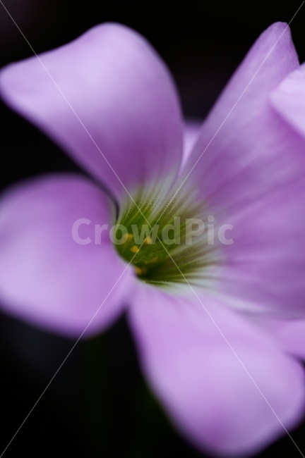 사랑초,꽃,보라,수술,사랑,식물,자연,plants,nature,꽃,flower