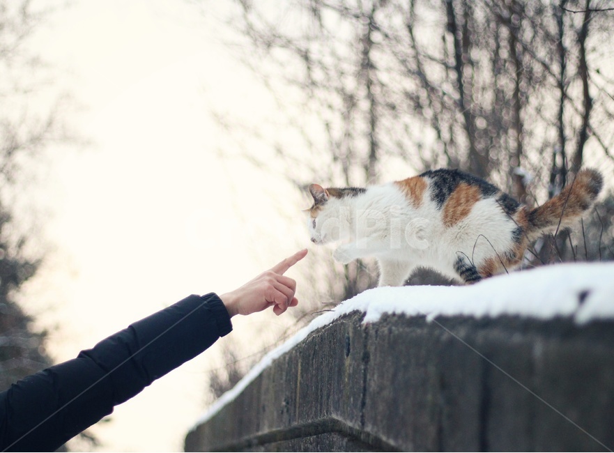 동물,고야이,야옹이,시골냥,cat,겨울,계절,winter,season,동물,animal,포유류,mammal,고양이,cat,kitten,kitty