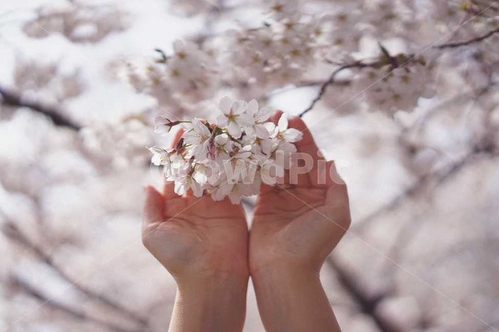 벚꽃,사쿠라,봄꽃,봄,spring,cherryblossom,손,봄,계절,spring,season,식물,자연,plants,nature,꽃,flower,blossom,petal,꽃잎,plant