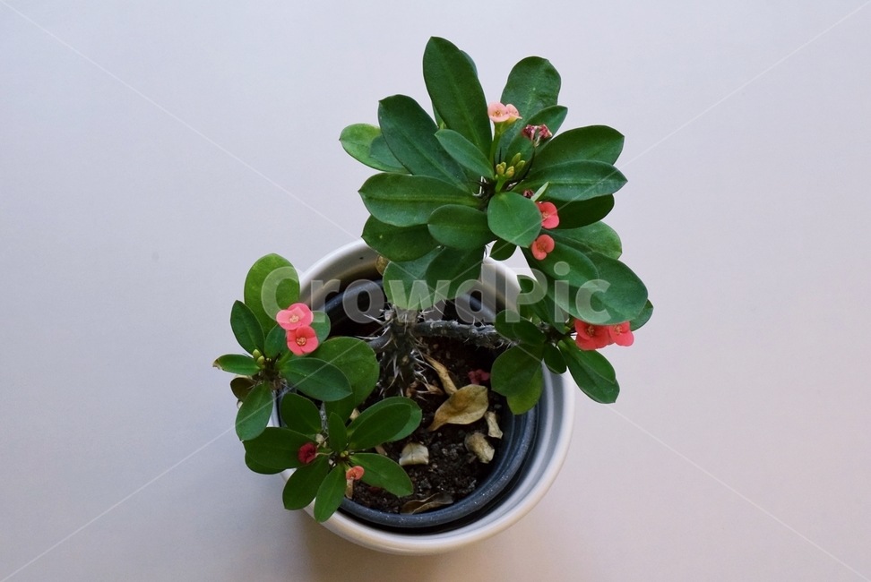 pottedplant,화분,jar,항아리,vase,병장식,plant,식물,pottery,도기류,실내용화초,화분,화초,house plant