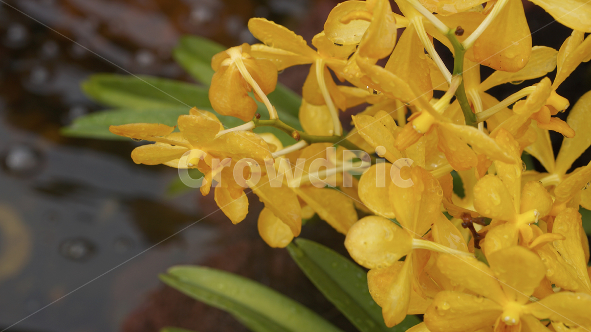 plant,식물,blossom,flower,꽃