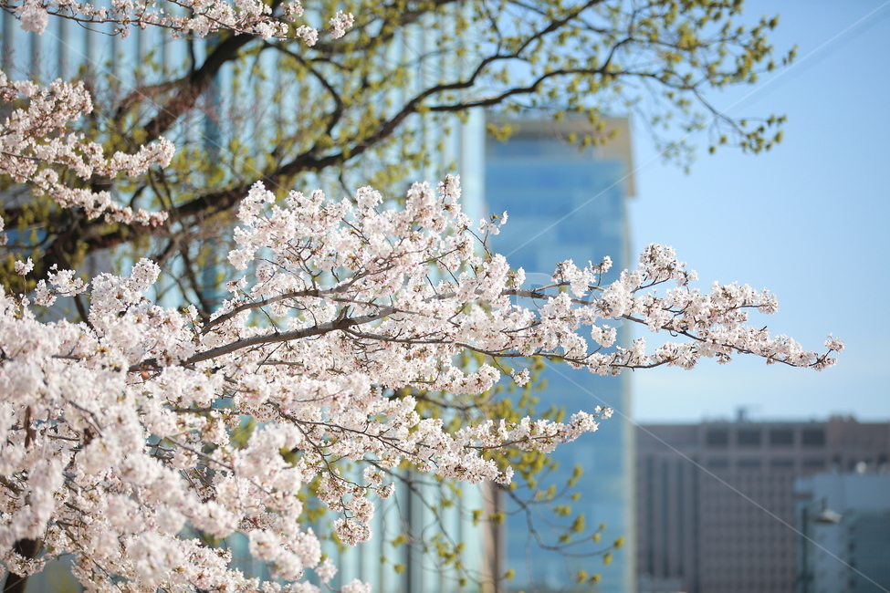 벚꽃,봄,궁,서울,하늘,맑은하늘,꽃,캐논,5dmark3,봄,계절,spring,season,식물,자연,plants,nature,꽃,flower,plant,blossom,cherry blossom