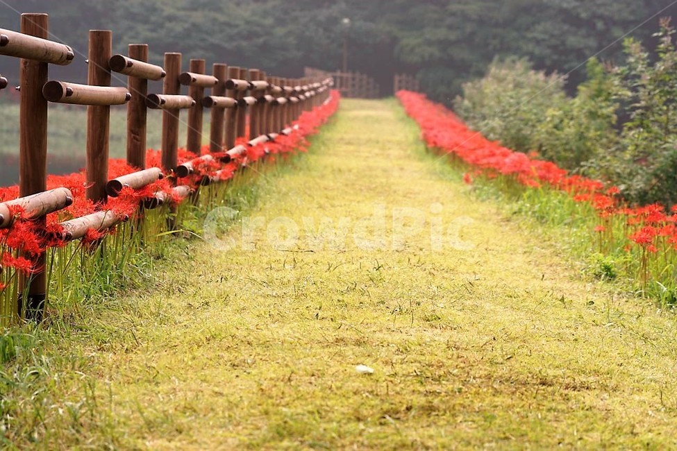 꽃,상사화,꽃무릇,자연,식물,가을,붉은꽃,flower,함평,용천사,nature,잔디,울타리,자연,풍경,nature,landscape