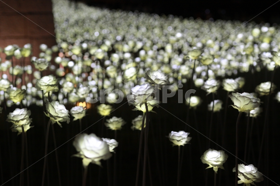 장미,led,조명,동대문,ddp,야경,밤,풍경,nightscape,night,landscape,꽃,flower