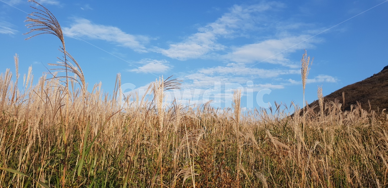 간월재,갈대,하늘,산,구름,가을,fall,cloud,sky,따뜻한,포근한,빛,영남알프스,울산,맑은,밝은