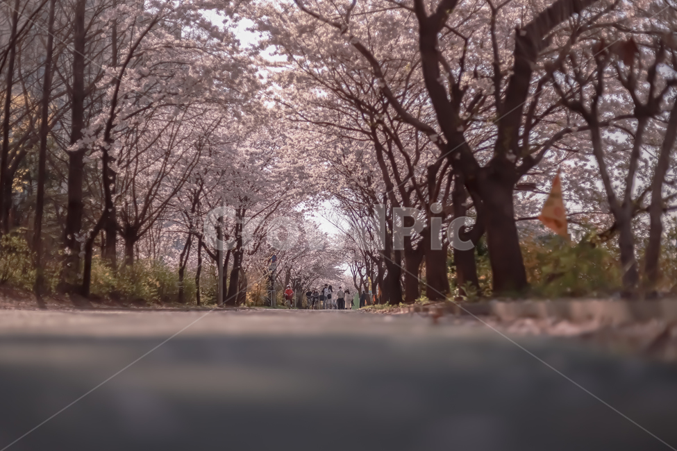 서울,벚꽃,cherry,blossom,tree,flower,나무,spring,봄,감성