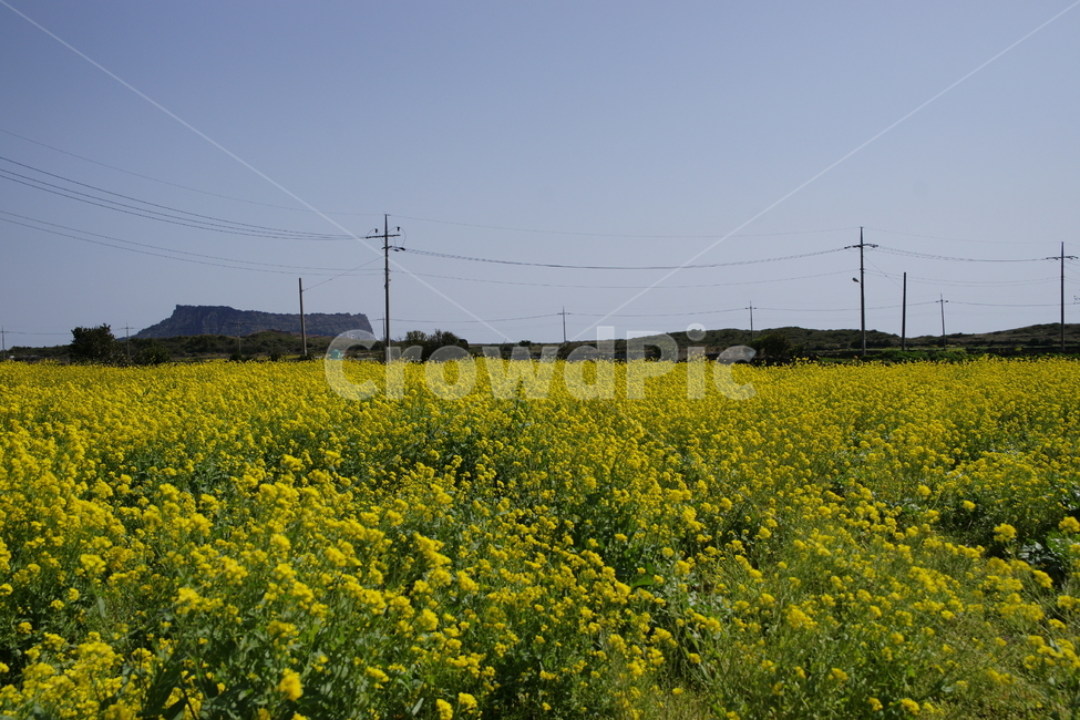 유채꽃,봄,spring,전선,전기줄,제주도,성산일출봉,전신주,하늘,파랑,노랑,yellow,꽃,식물,flower,rapeseed,jejuisland,대한민국,southkorea