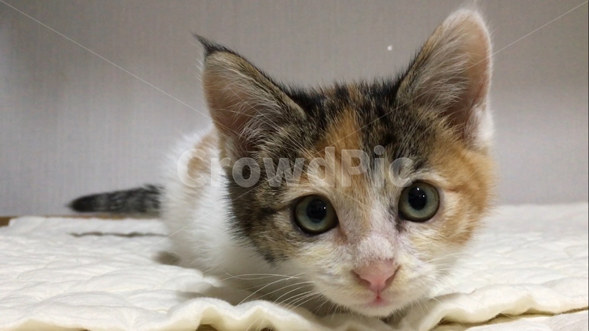 고양이,cat,삼색고양이,길고양이,귀여운,동물,animal,포유류,mammal,고양이,cat,kitten,kitty