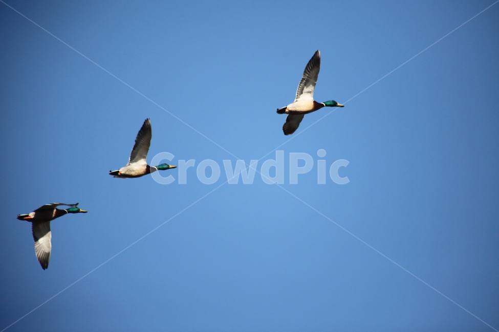 animal,동물,bird,새,청둥오리,오리,동물,animal,조류,새,birds