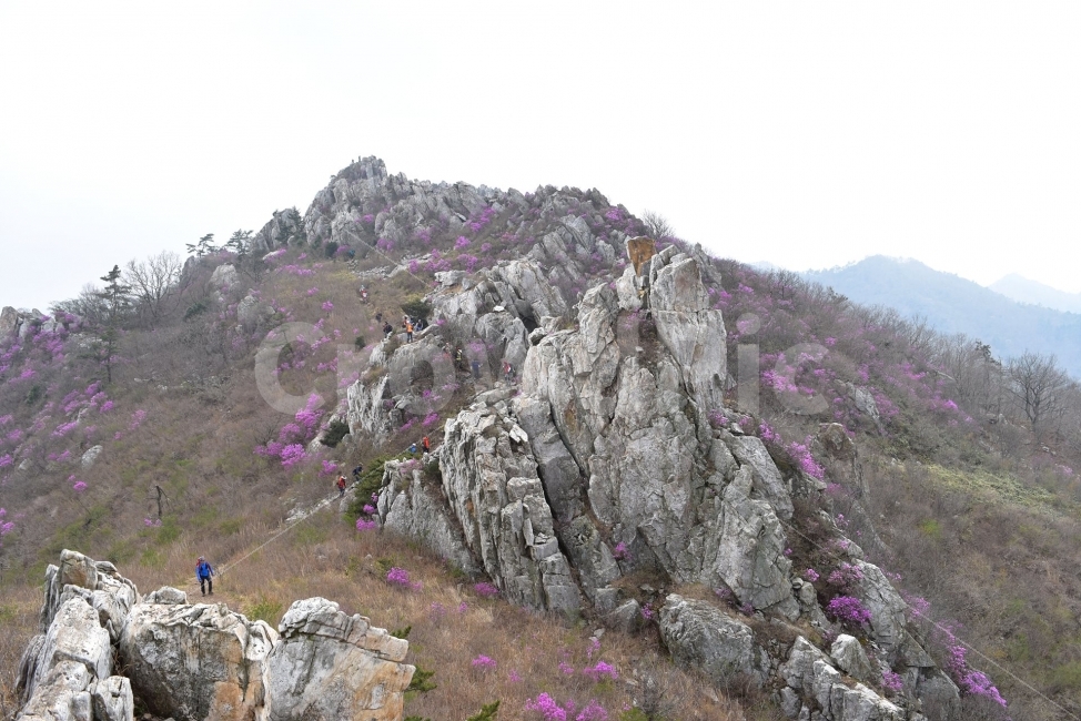 주작산,덕룡산,진달래,풍경,기암,바위,비경,봄풍경,분홍색,진달래꽃,강진,명산,산행,등산,마운틴,자연,풍경,nature,landscape,봄,계절,spring,season,outdoors,옥외,slope,경사