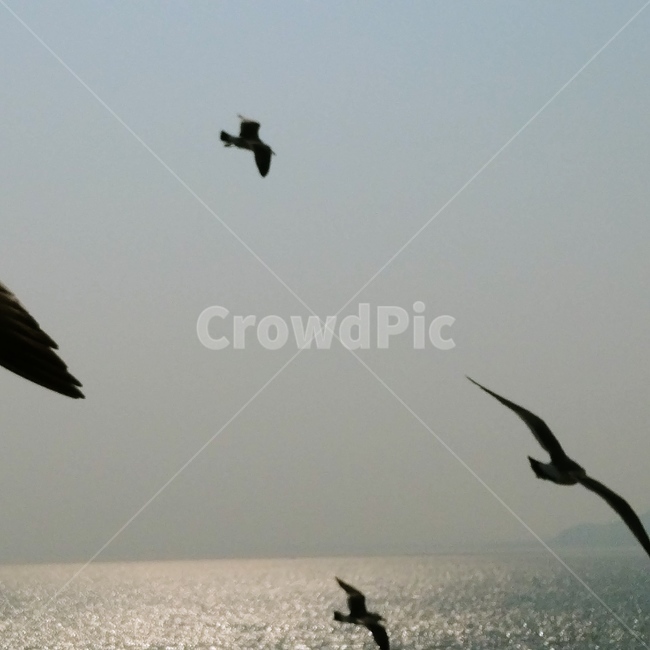 flying,나는,animal,동물,bird,새,월미도,갈매기,동물,animal,조류,새,birds