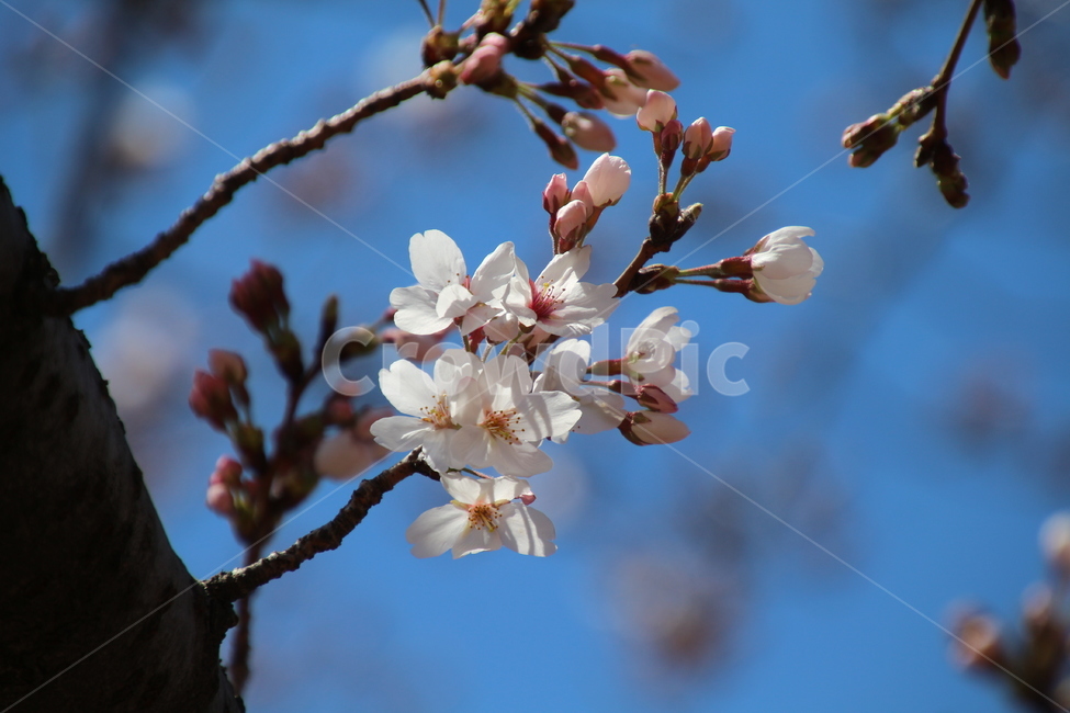 봄,흰색,벗꽃,나무,꽃,봄,계절,spring,season,식물,자연,plants,nature,꽃,flower,plant,blossom,cherry blossom,벚꽃